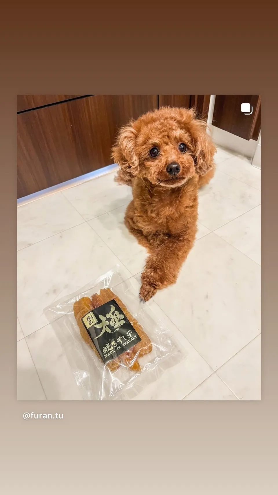 干し芋と天星がいぬのおまつり出張販売で楽しむペットも食べれる無添加体験